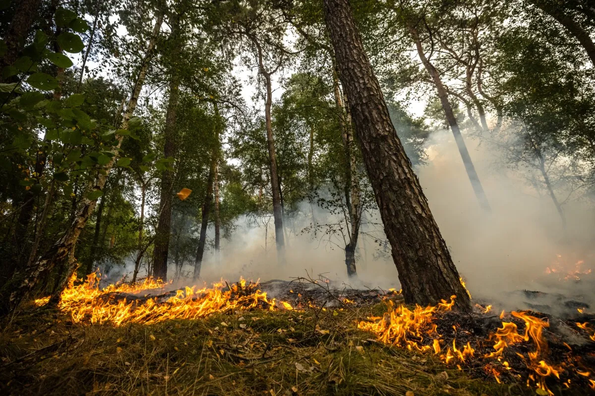 Poorly prepared? In fact the Netherlands is making solid progress on wildfire control
