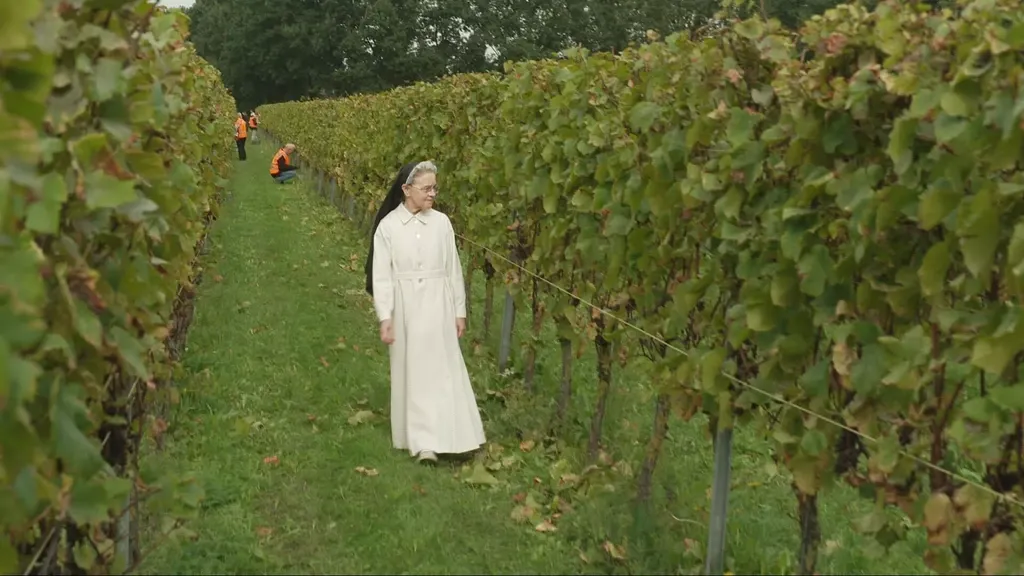 After a promising summer, still tense weeks for Dutch winemakers