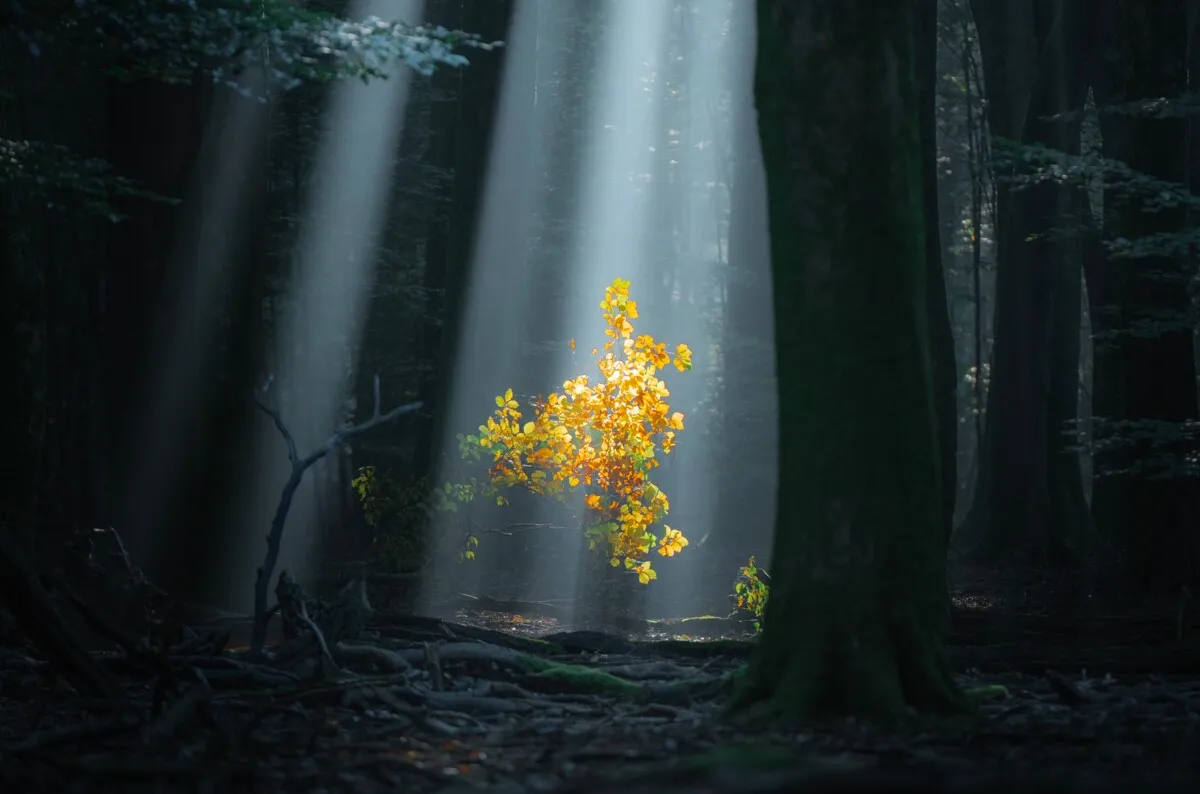 This photographer roamed the Netherlands at dawn and discovered a quieter, truer country — the kind of calm you sometimes see in Russian landscapes