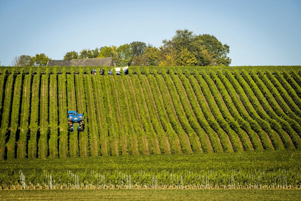 Dutch wine sector benefits from heat — but it mustn’t reach 40 degrees
