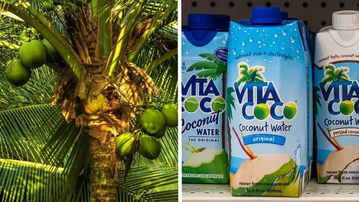 Coconut water suddenly popular. What does it actually do for your body? | Common Sense