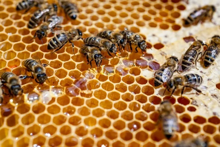 What's all the buzz about raw honey? | Common Sense — Don’t swallow every foreign health fad