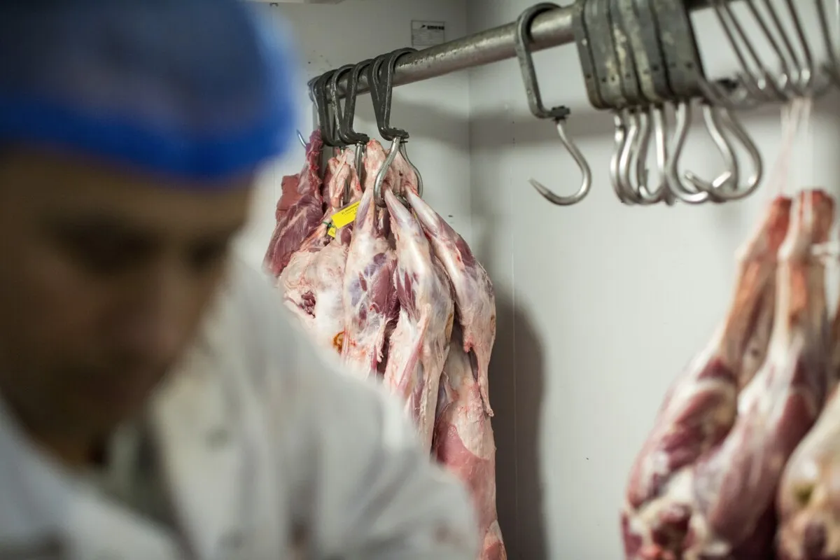 Religious slaughter outdated? Five questions about a controversial law